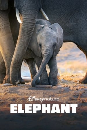 Elephants